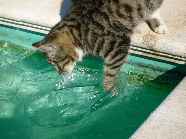 kočka u bazénu